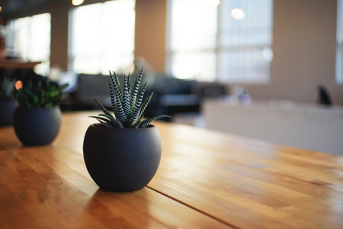 Office plants - mood boosting elements